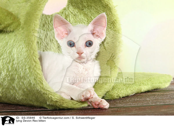lying Devon Rex kitten / SS-35846