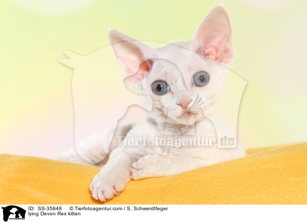 lying Devon Rex kitten / SS-35848