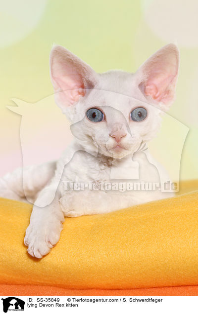 lying Devon Rex kitten / SS-35849