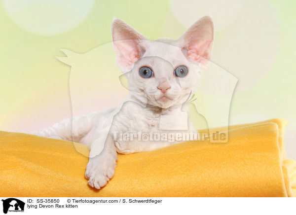 lying Devon Rex kitten / SS-35850