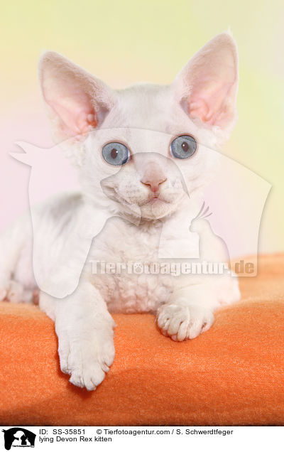 lying Devon Rex kitten / SS-35851