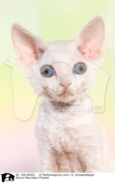 Devon Rex kitten Portrait / SS-35853
