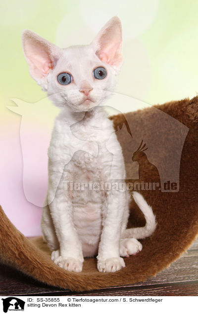 sitting Devon Rex kitten / SS-35855