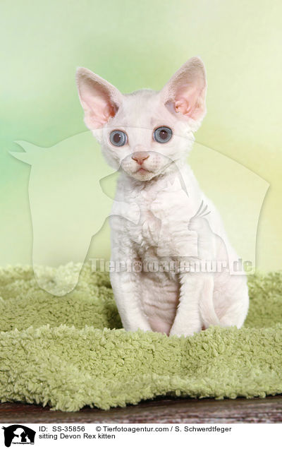 sitting Devon Rex kitten / SS-35856