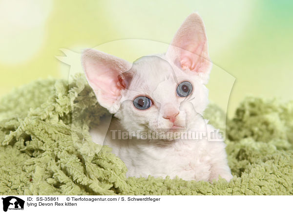 lying Devon Rex kitten / SS-35861
