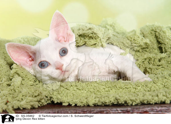 lying Devon Rex kitten / SS-35862