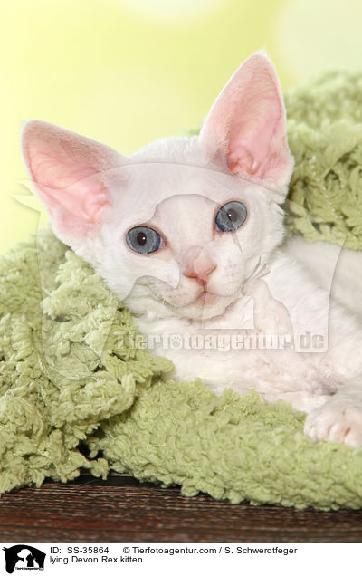 lying Devon Rex kitten / SS-35864