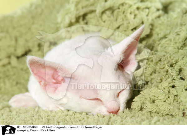 sleeping Devon Rex kitten / SS-35868