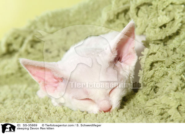 sleeping Devon Rex kitten / SS-35869