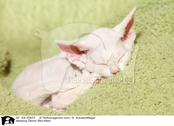 schlafendes Devon Rex Ktzchen / sleeping Devon Rex kitten / SS-35870