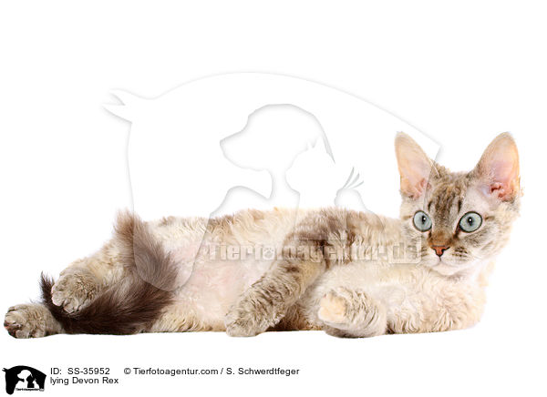 liegende Devon Rex / lying Devon Rex / SS-35952