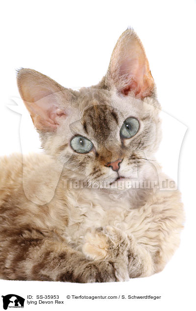lying Devon Rex / SS-35953