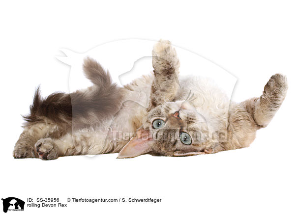 rolling Devon Rex / SS-35956
