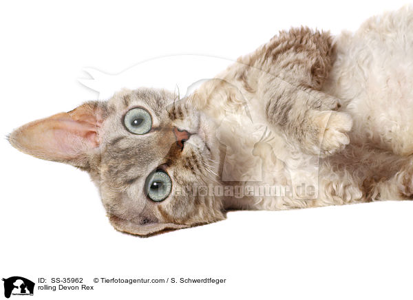 rolling Devon Rex / SS-35962