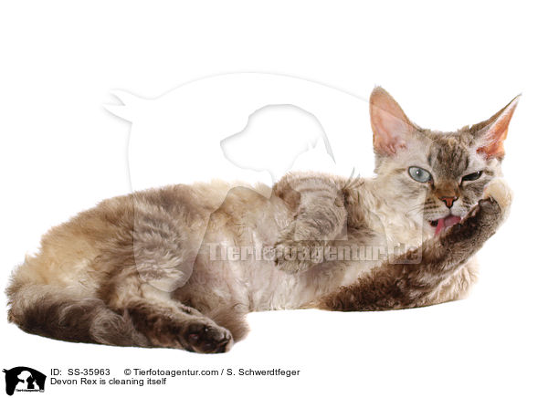Devon Rex is cleaning itself / SS-35963