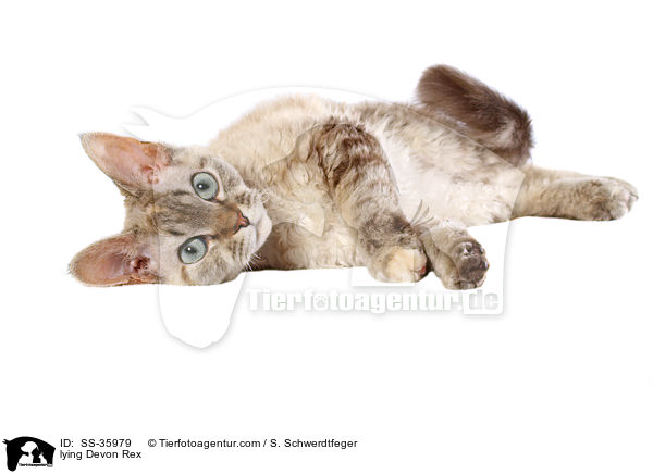 liegende Devon Rex / lying Devon Rex / SS-35979