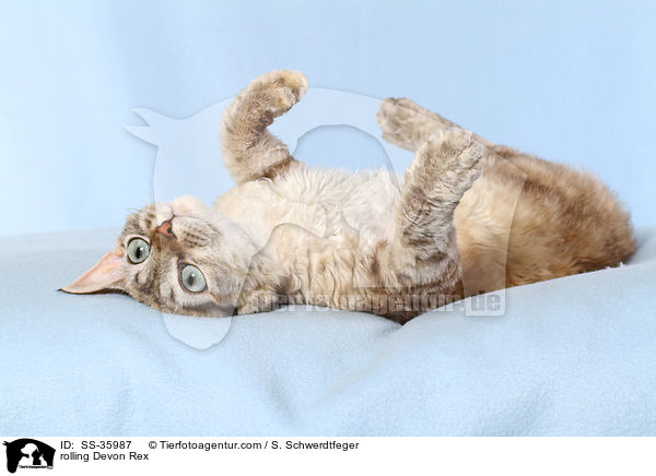 rolling Devon Rex / SS-35987
