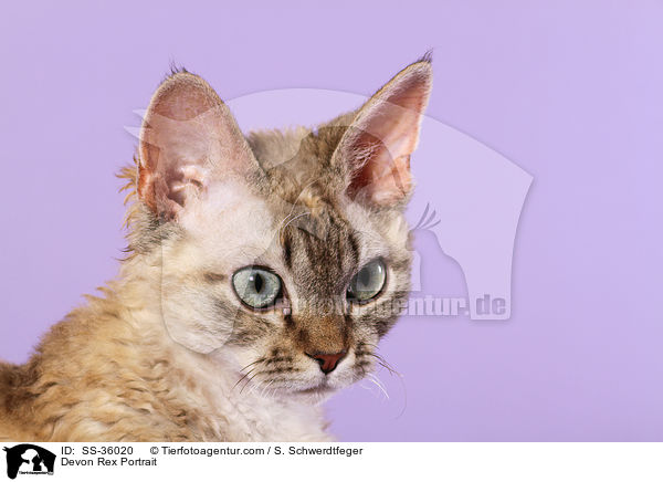 Devon Rex Portrait / Devon Rex Portrait / SS-36020