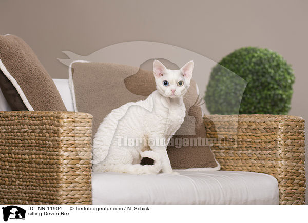 sitting Devon Rex / NN-11904