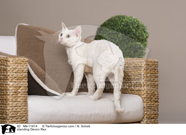 standing Devon Rex / NN-11914