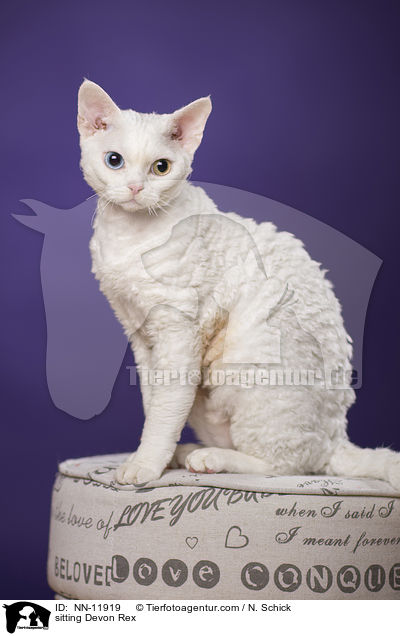 sitzende Devon Rex / sitting Devon Rex / NN-11919