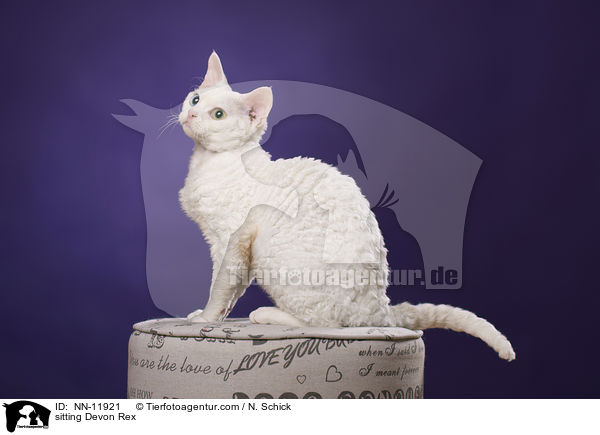sitting Devon Rex / NN-11921