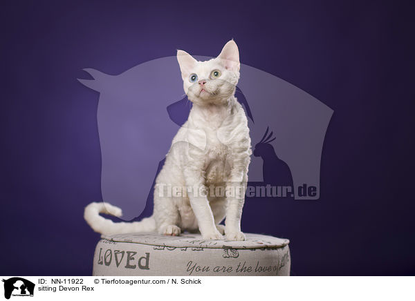sitting Devon Rex / NN-11922