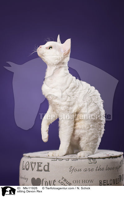 sitting Devon Rex / NN-11926