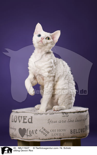 sitting Devon Rex / NN-11927