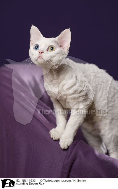 standing Devon Rex / NN-11933