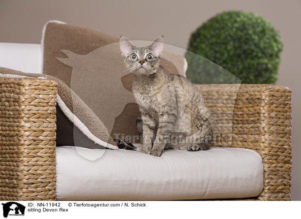 sitting Devon Rex / NN-11942