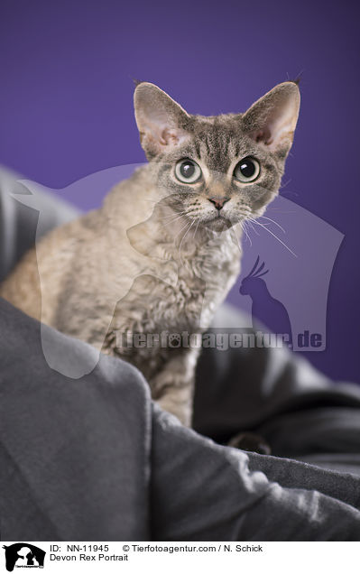 Devon Rex Portrait / NN-11945