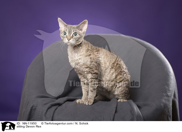 sitting Devon Rex / NN-11950