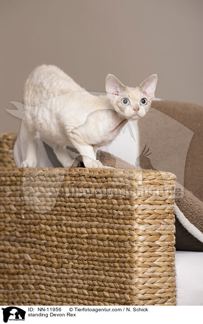 standing Devon Rex / NN-11956