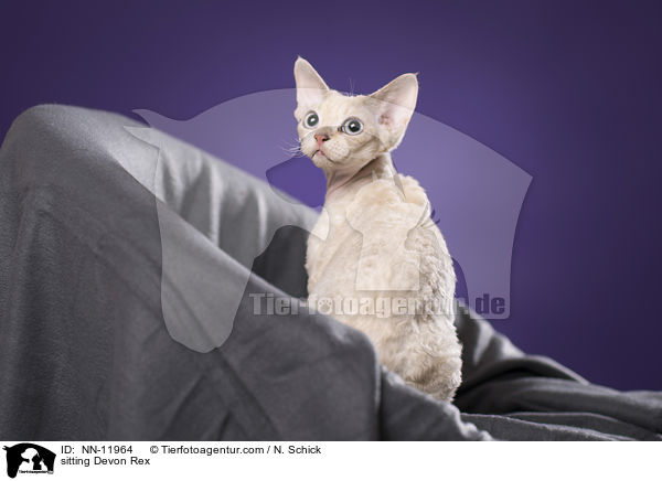 sitting Devon Rex / NN-11964