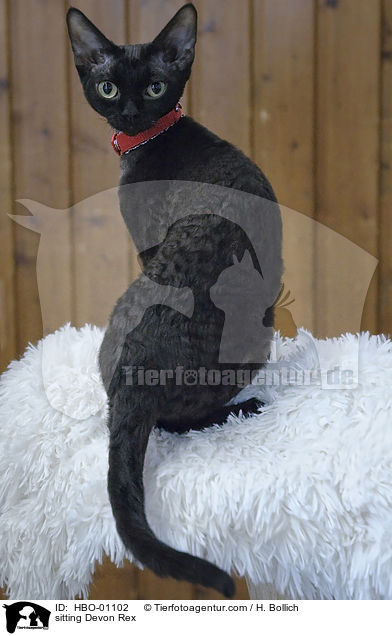 sitting Devon Rex / HBO-01102