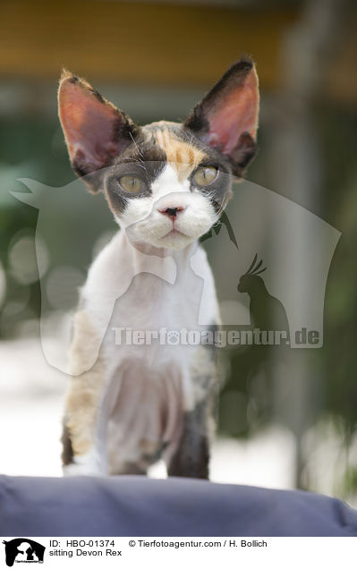 sitting Devon Rex / HBO-01374