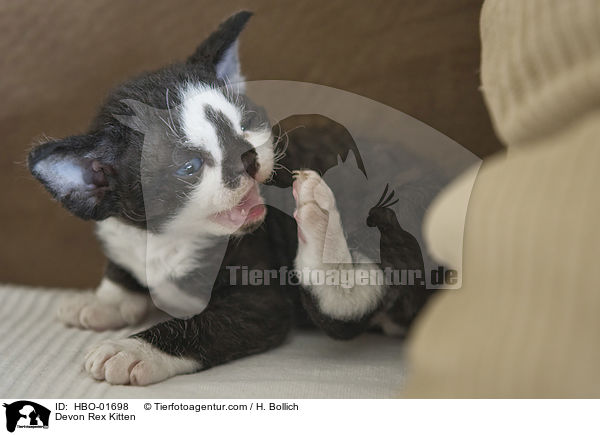Devon Rex Ktzchen / Devon Rex Kitten / HBO-01698