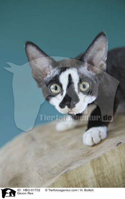 Devon Rex / HBO-01702
