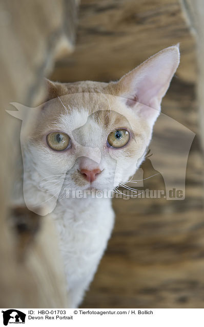 Devon Rex Portrait / HBO-01703
