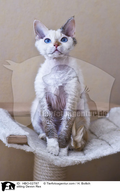 sitzende Devon Rex / sitting Devon Rex / HBO-02787