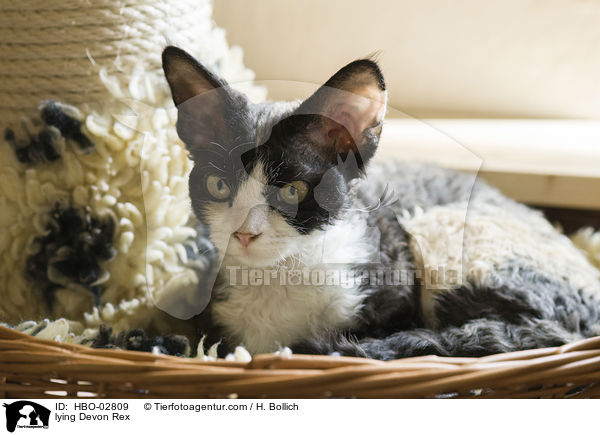 lying Devon Rex / HBO-02809