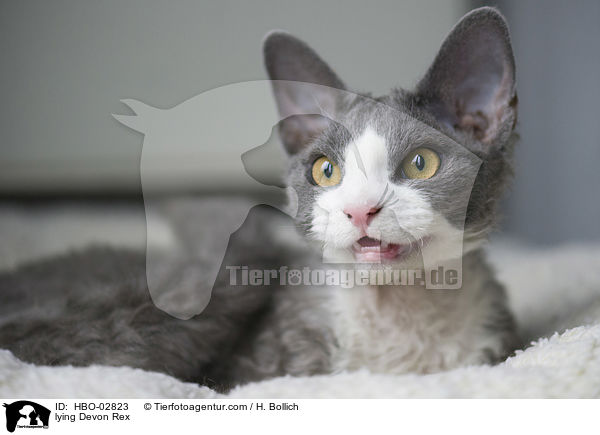 lying Devon Rex / HBO-02823