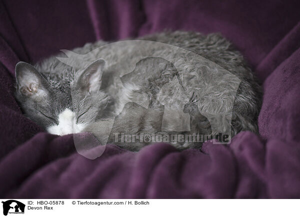 Devon Rex / HBO-05878