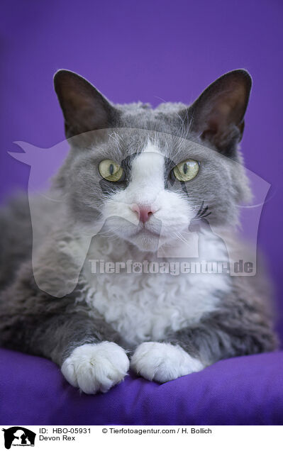 Devon Rex / HBO-05931