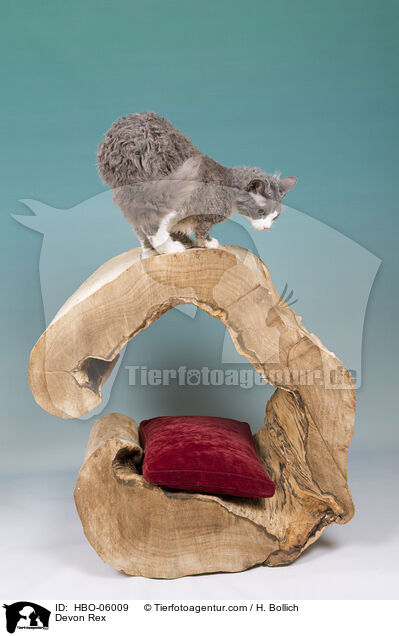 Devon Rex / HBO-06009