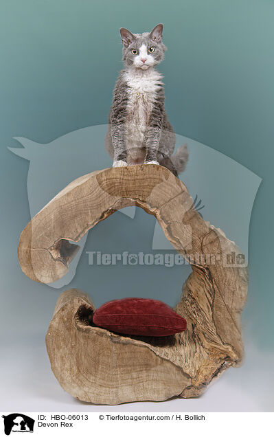 Devon Rex / HBO-06013