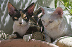 Devon Rex