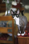 Devon Rex