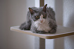 lying Devon Rex